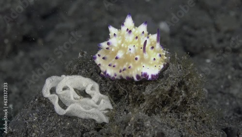 The nudibranch has laid its caviar and sits next to it.
Bumpy Mexichromis (Mexichromis multituberculata) 30 mm. ID: tall conical tubercles with purple tips, often with orange spots near mantle margin. photo