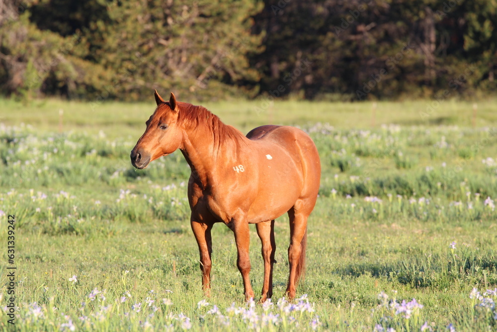 Red horse at sunrise Red horse at sunrise