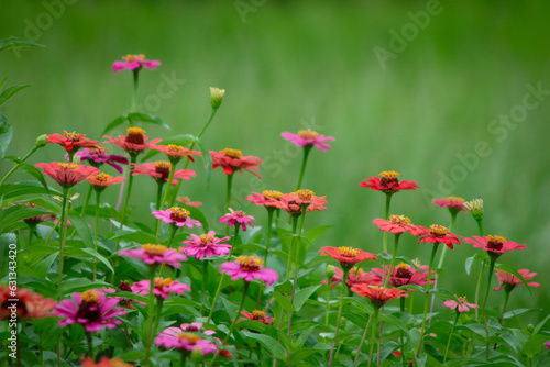 field of poppies