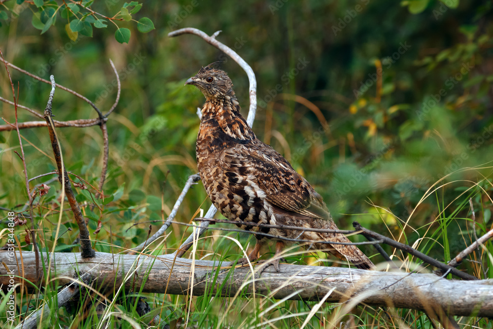 Ruffed grouse perched on the tree log in the summer forest.