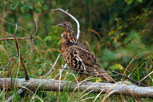 Fotografia Ruffed grouse perched on the tree log in the summer forest.
