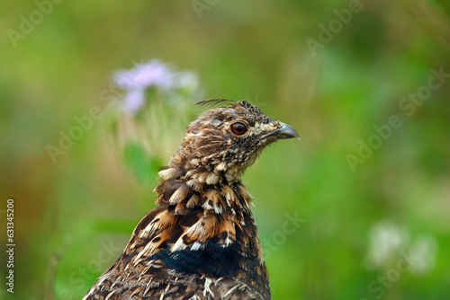 Portrait of female Ruffed grouse in the green grass and flowers.