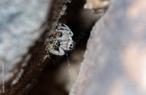 Colonus hesperus jumping spider photo