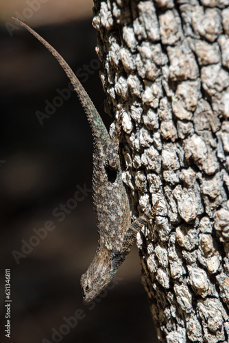 Yarrow's Spiny Lizard (Sceloporus jarrovii) photo