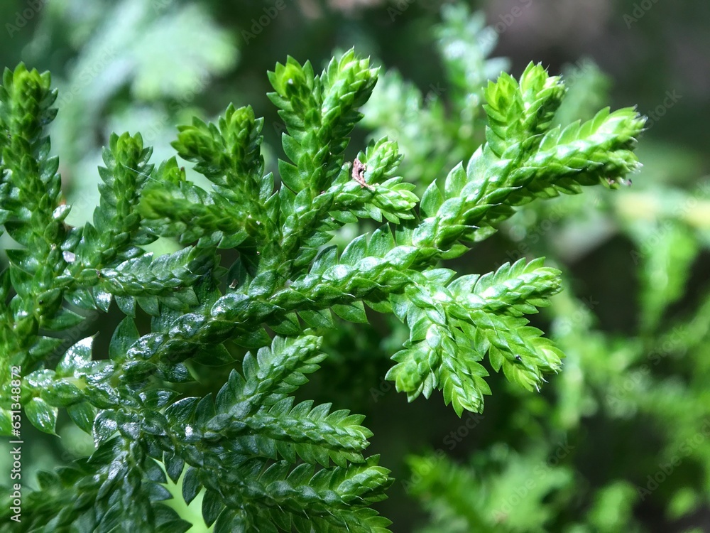 Small plant in the forest , Small plants is growing under the tree Small plant in the forest , Small plants is growing under the tree