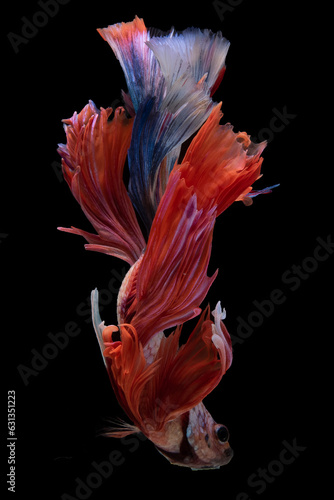 Multi-color Betta splendens gracefully swimming down against a black background creates a mesmerizing and enchanting scene.