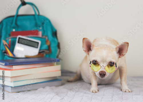 brown short hair chihuahua dog wearing yellow eyeglasses sitting on bed  and white background with  green school backpack with school supplies and stack of books. Back to school concept. © Phuttharak