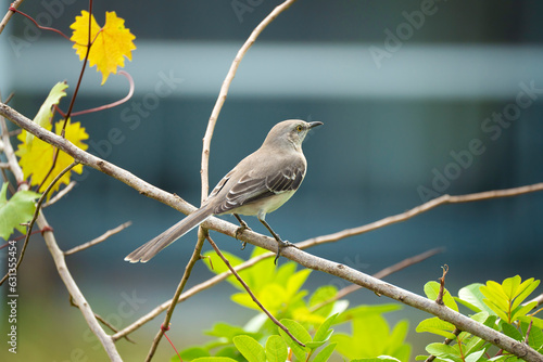 Obraz na płótnie A Northern mockingbird bird perched on a tree branch