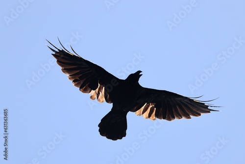 Jungle Crow in flight in the sky

