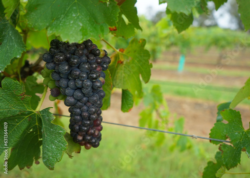 A bunch of black grapes hanging on a vine in a vineyard
