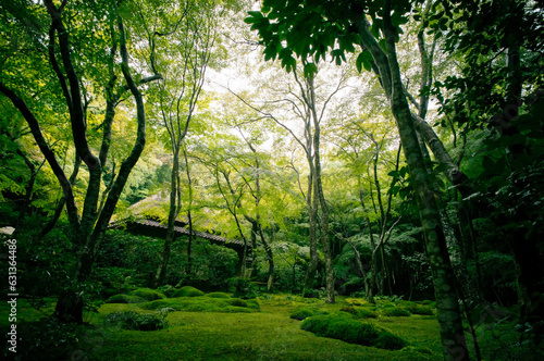 京都 夏の祇王寺を染める苔の緑と美しい和風の庭園