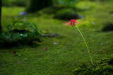 京都 晩夏の祇王寺を彩る緑の苔と赤い彼岸花