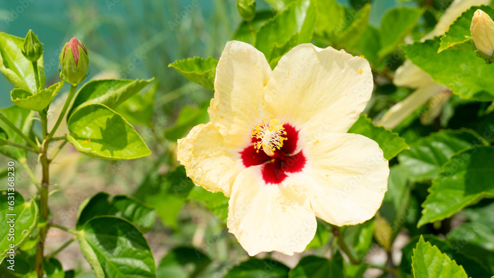 Fototapeta premium Beautiful gentle yellow light color bright red inside. Hibiscus rosa-sinensis flower. Background of green leaf in garden.
