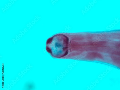 parasite by microscope in a laboratory