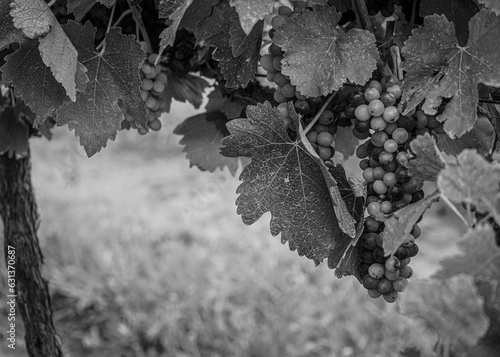 Black and white photo of a grapevine with bunches of grapes