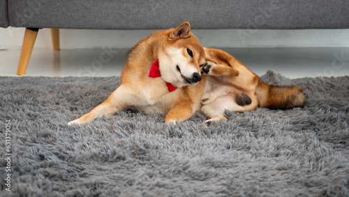 Japanese Shiba Inu dog scratching alone on a fluffy grey carpet in living room at home while waiting Asian owner feeding and playing together