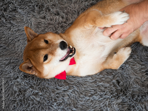 Asian owner playing dog stomach when it lie down on a grey carpet in living room at home in free time weekend