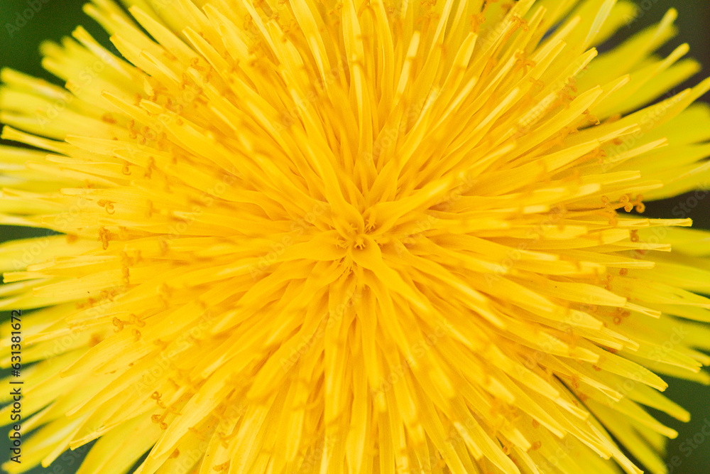 Beautiful view from above of a yellow dandelion flower with petal irradiation, macro, close up Beautiful view from above of a yellow dandelion flower with petal irradiation, macro, close up