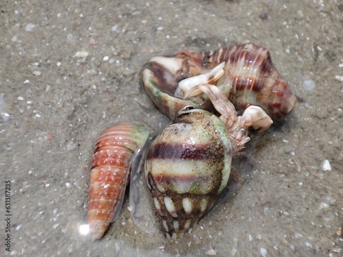 hermit crab on the beach