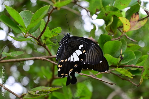 black butterfly on a branch