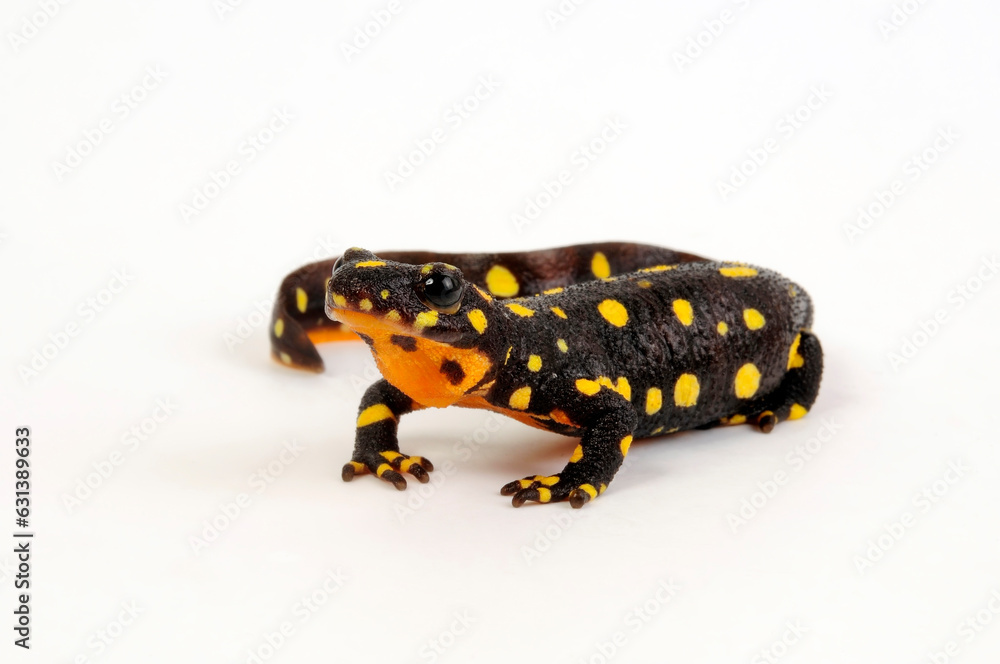 Fototapeta premium Irakischer Bergbachmolch // Yellow-spotted mountain newt, Kurdistan newt (Neurergus derjugini microspilotus)