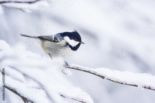 Winter scene with a cute coal tit. Titmouse sitting on the branch. Periparus ater photo