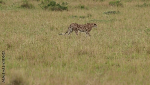 Famous Malaika Cheetah with cubs moving in the Savannah grassland, Masai Mara , Kenya