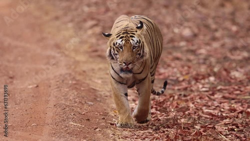 A tiger emerging from jungle, Tadoba Andhari Tiger Reserve, India