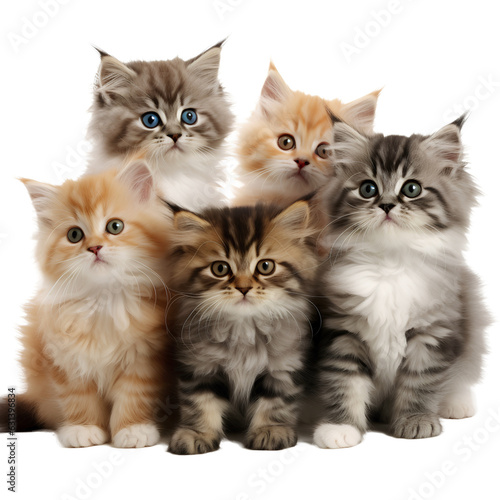 group of kittens isolated on transparent background