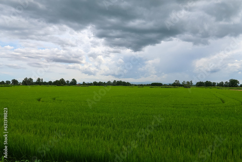 Paddy rice canal irrigation panorama landscape agriculture nature natural Po Valley