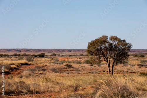 Lonely tree in the Australian desert