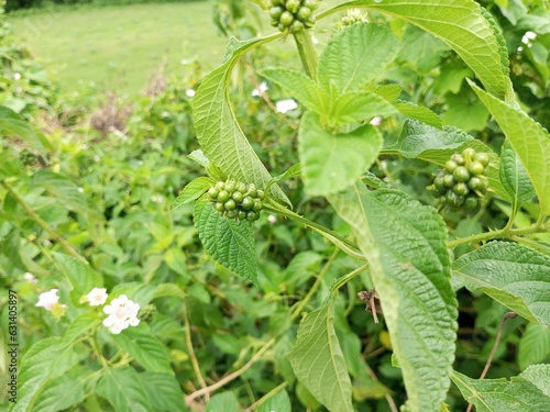 Lantana Camara Berries