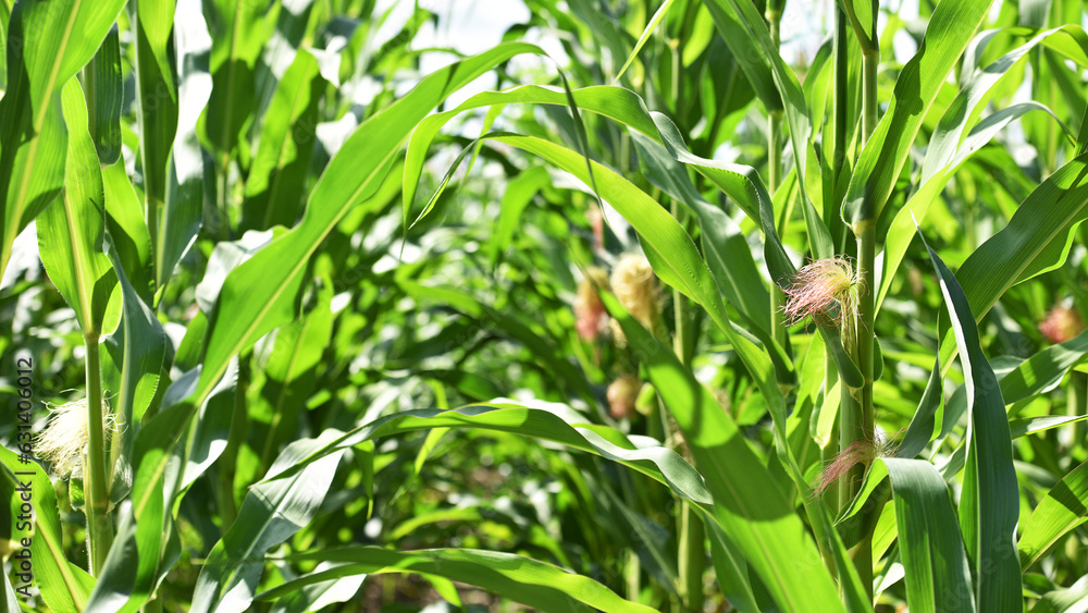 ears of corn and green leaves on a field background close-up. Corn farm. A selective focus picture of corn cob in organic corn field. concept of good harvest, agricultural ears of corn and green leaves on a field background close-up. Corn farm. A selective focus picture of corn cob in organic corn field. concept of good harvest, agricultural