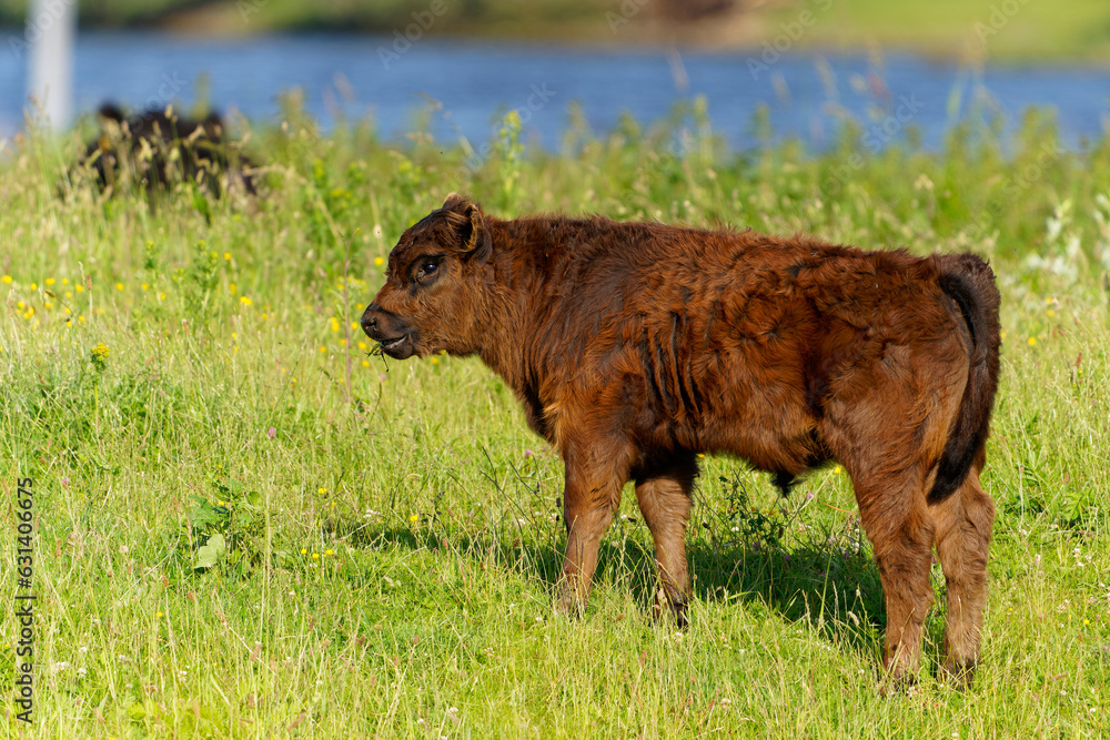 Fototapeta premium Galloway Rind at De Blauwe Kamer Wageningen Netherlands 