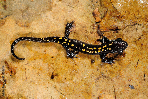 Caucasian salamander // Kaukasus-Salamander (Mertensiella caucasica)