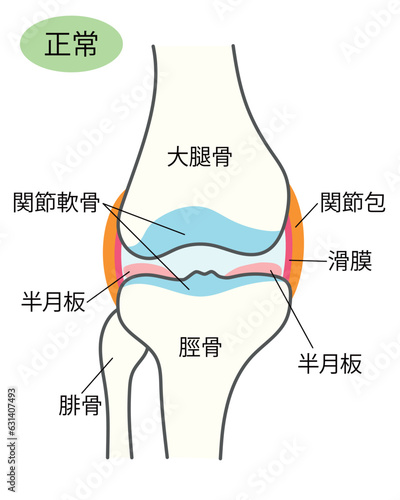 正常な膝関節の説明イラスト
