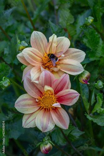Bumblebee collecting nectar from beige dahlia flower macro photography on a summer day. A bee sucking nectar from a flower with pink yellow petals closeup photo in summertime.