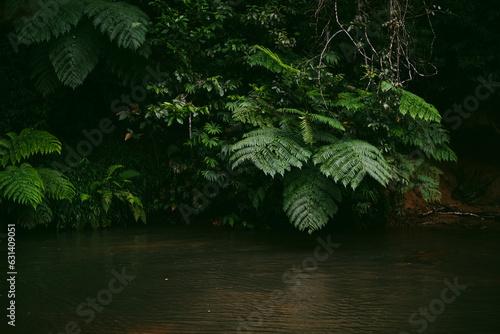 Stream through the rainforest