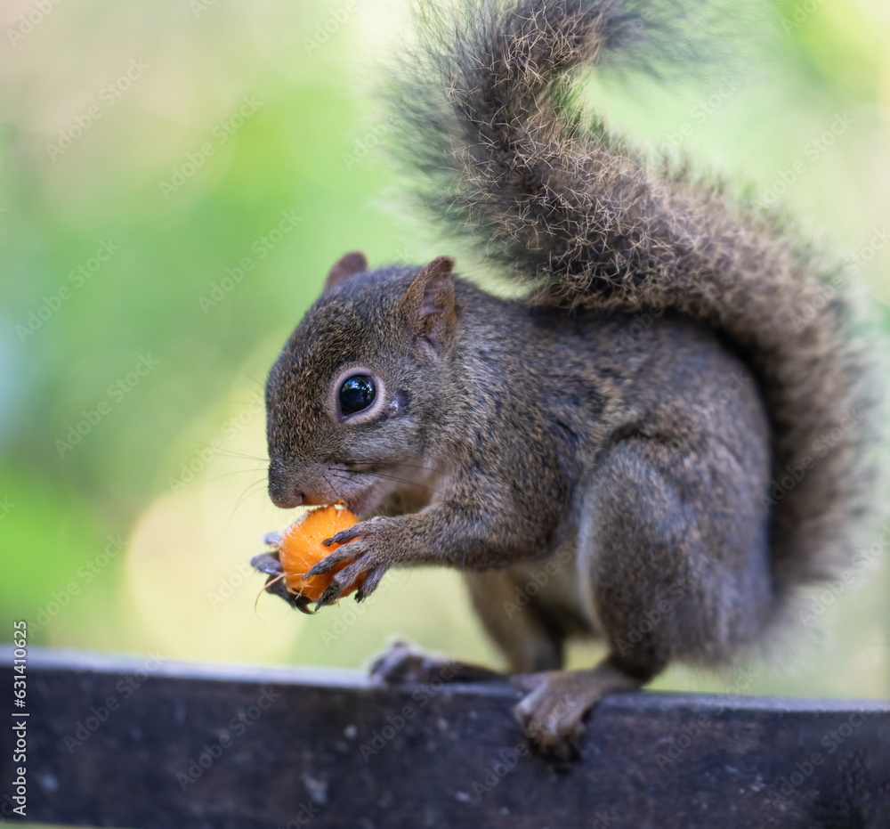 Obraz premium Squirrel eating fruit with blurred background.