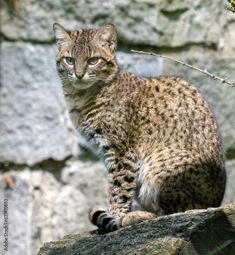 Geoffroyi´s cat Leopardus geoffroyi, sitting on a boulder and observing the surroundings