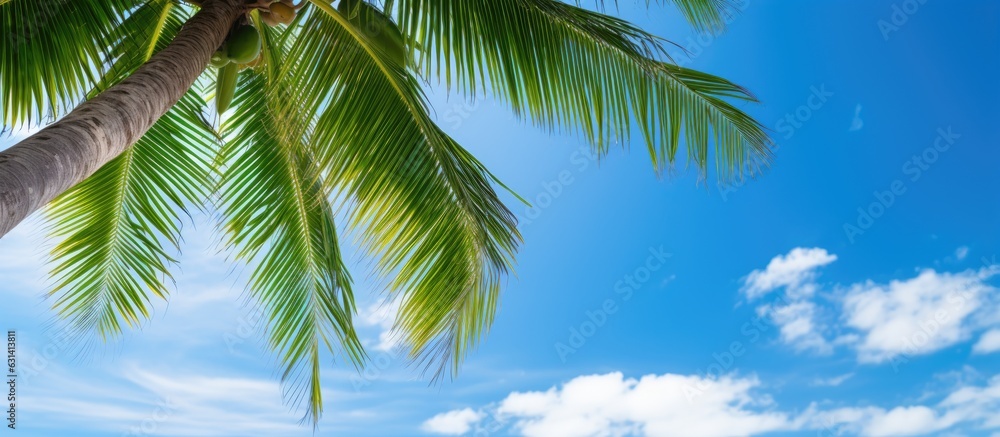 A high-resolution image of a coconut palm tree with green branches against a blue sky background.