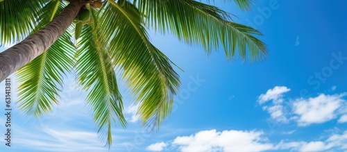 A high-resolution image of a coconut palm tree with green branches against a blue sky background.