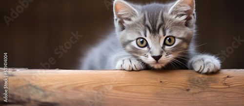 A lovely female kitten with a gray coat is seen resting its paws on a wooden board. perfect for
