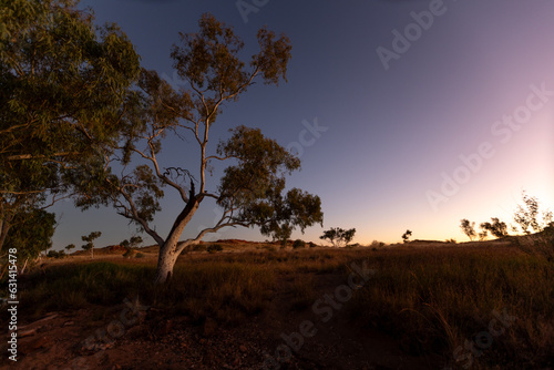 Desert tree in the Australian Outback at sunset