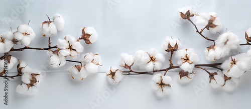 Cotton Branch On White Background. Delicate White Cotton Flowers. Light Cotton Background, Flat