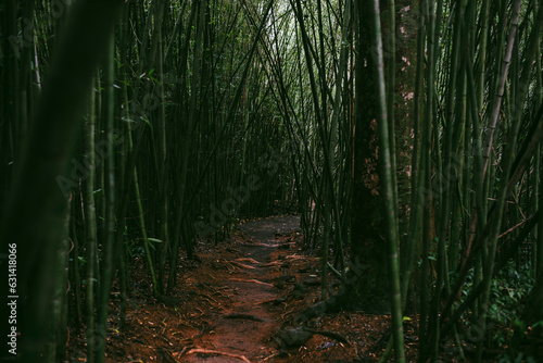 a bamboo forest