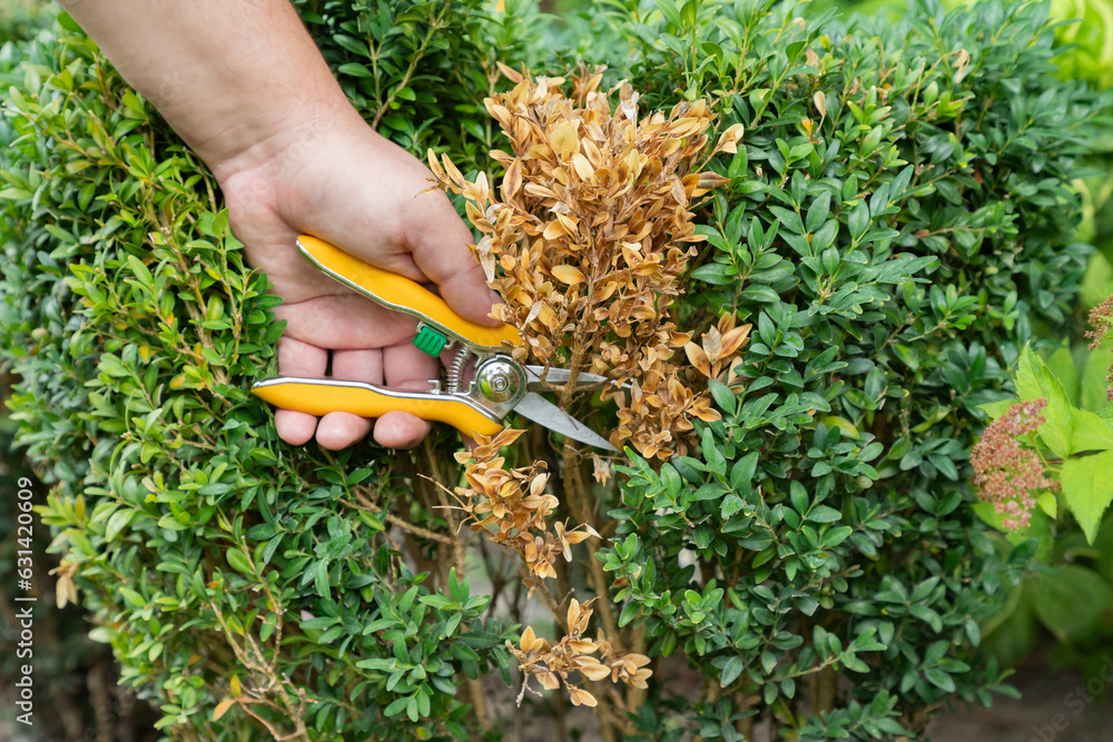 Φωτογραφία Hands of a gardener, who is removing dry yellow branches of boxwood bushes with shears or a secateur