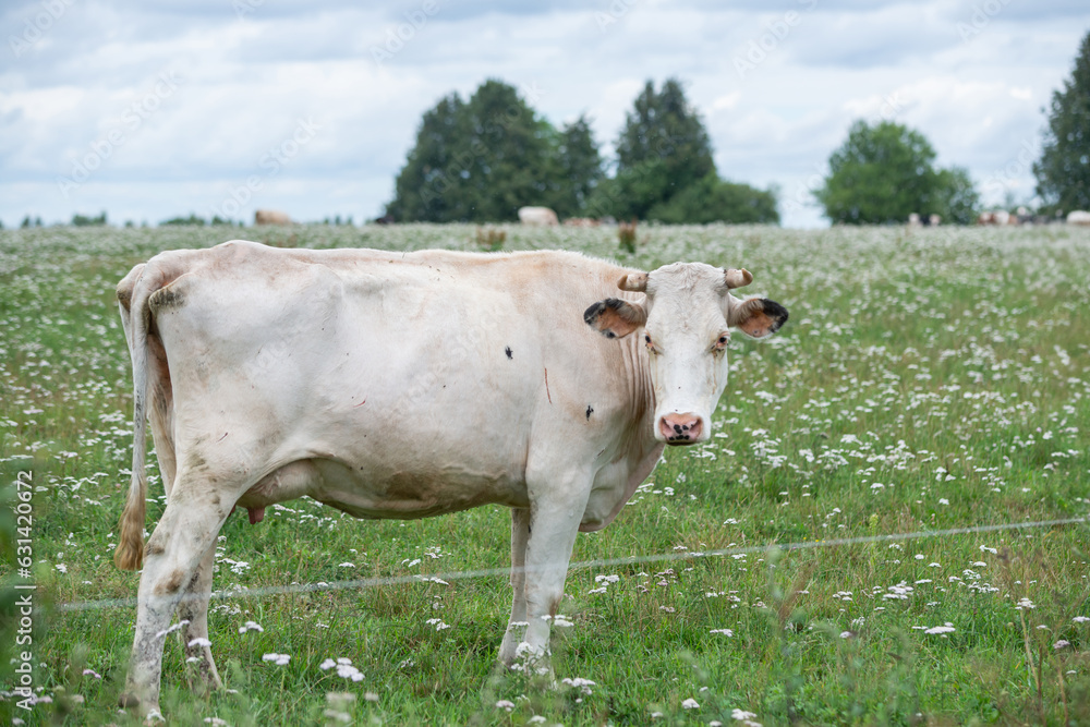 white cow grazes in a meadow with white flowers bordered by an electric fence on a warm summer day. A cow with horns is looking into the camera.