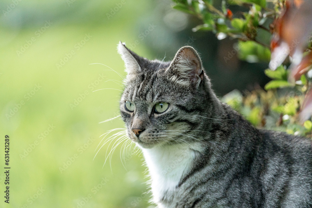 Fototapeta premium Beautiful grey cat with tripes chilling in the sun in a green and fresh garden 