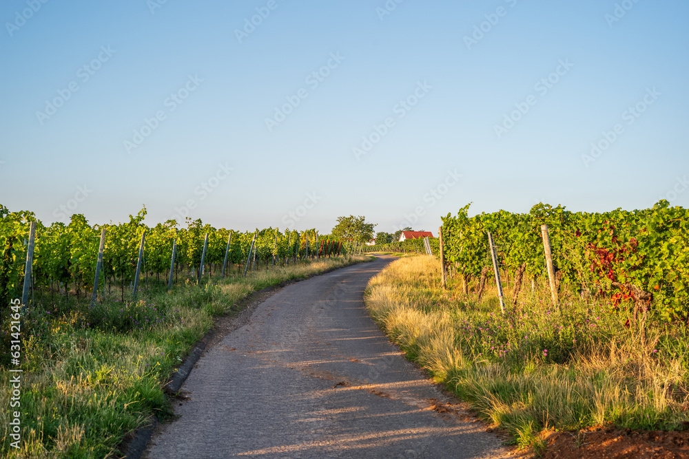 Fototapeta premium weg im weinberg